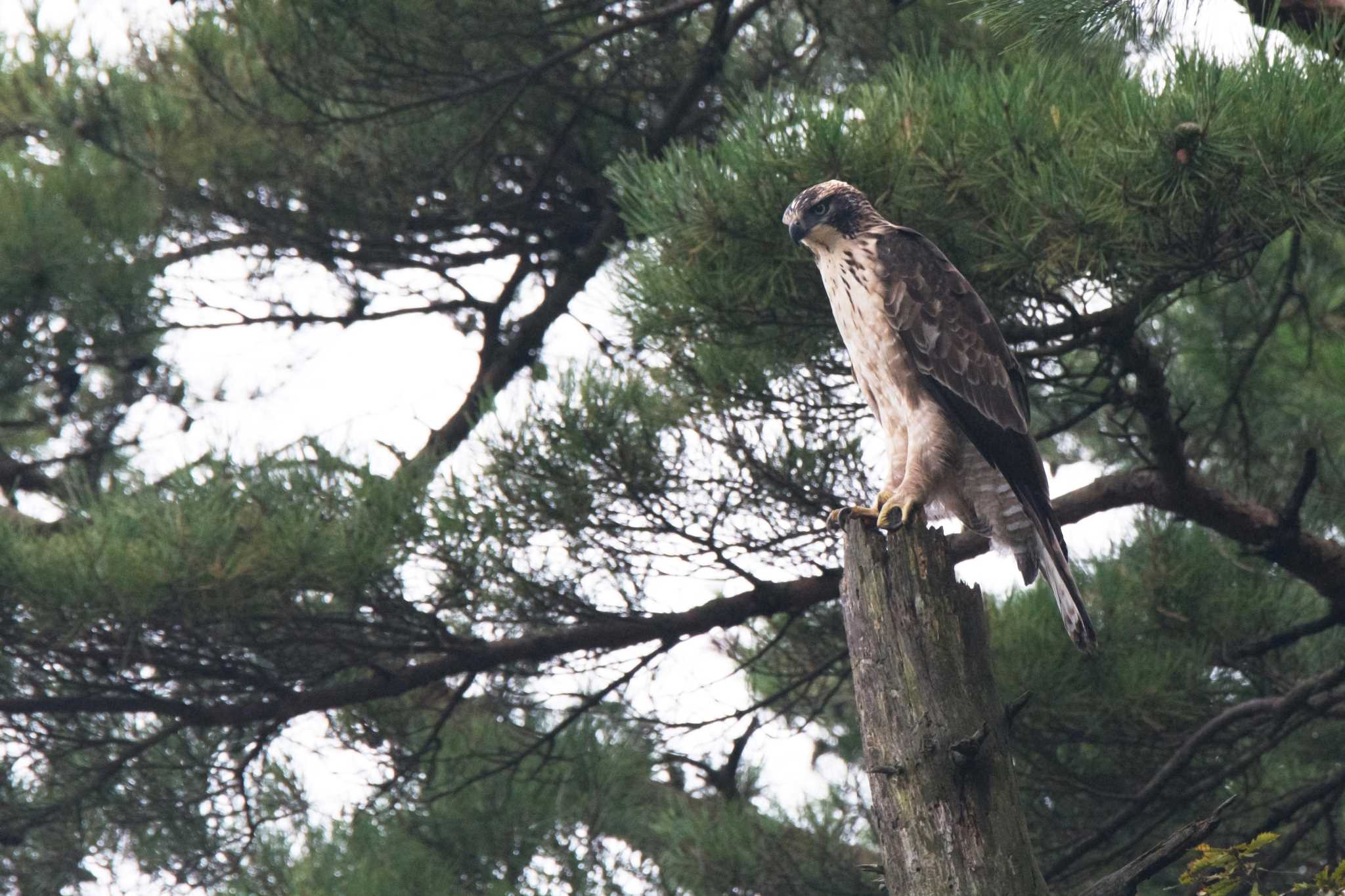 Photo of Mountain Hawk-Eagle at 