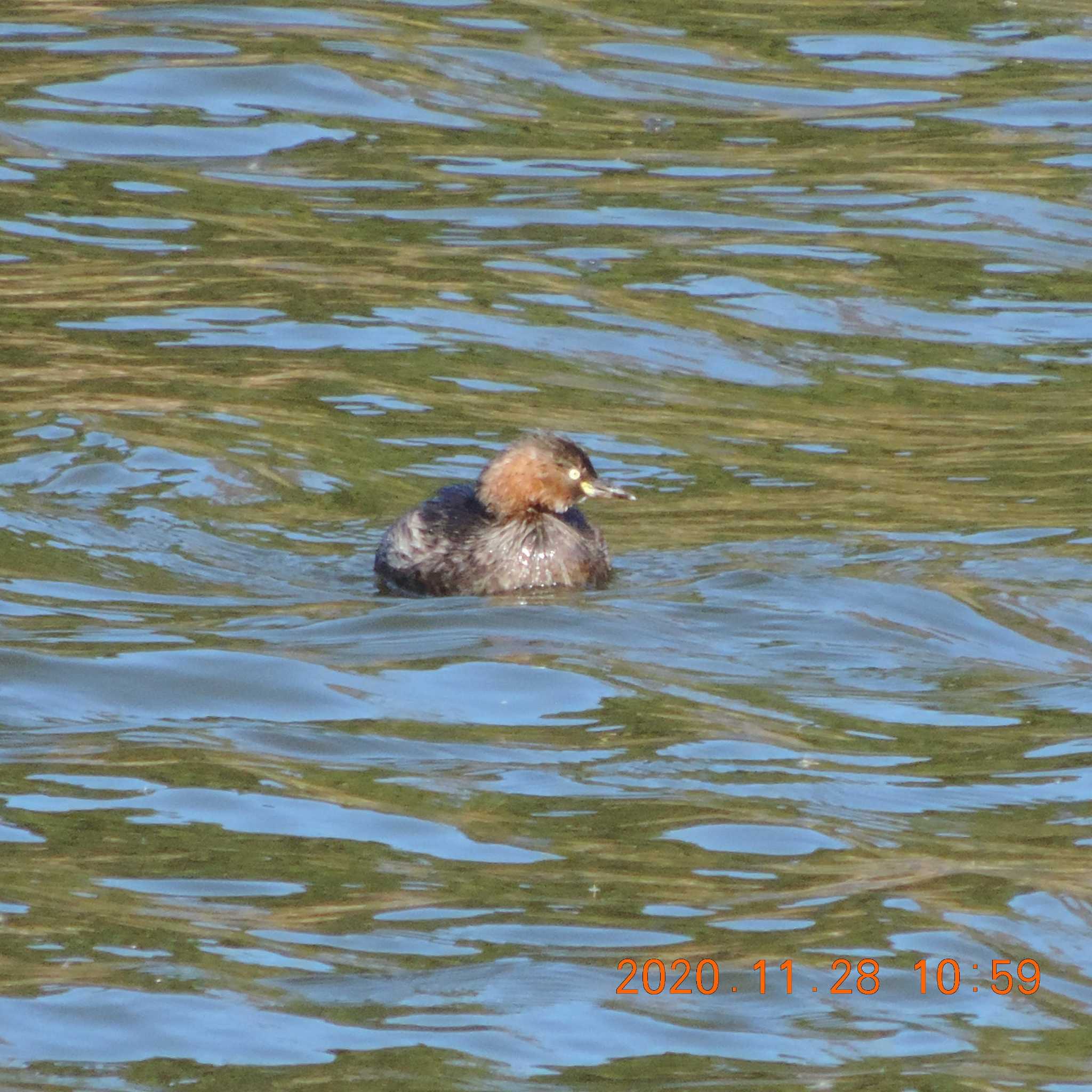 Photo of Little Grebe at Kasai Rinkai Park