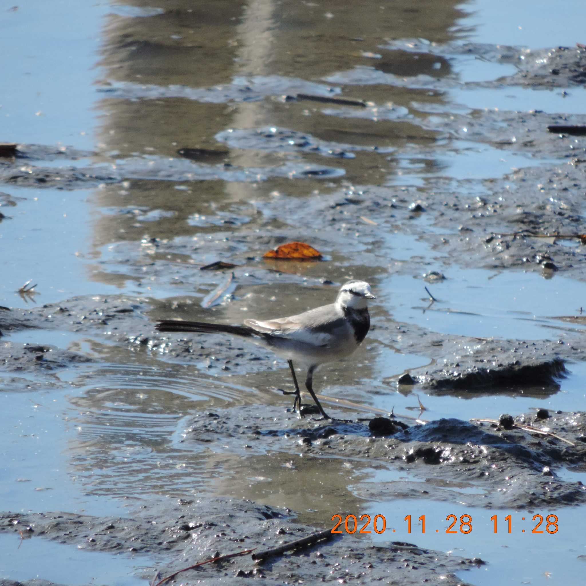 Photo of White Wagtail at Kasai Rinkai Park