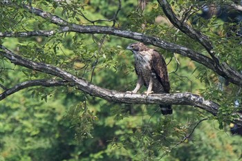 Mountain Hawk-Eagle Unknown Spots Tue, 9/23/2014