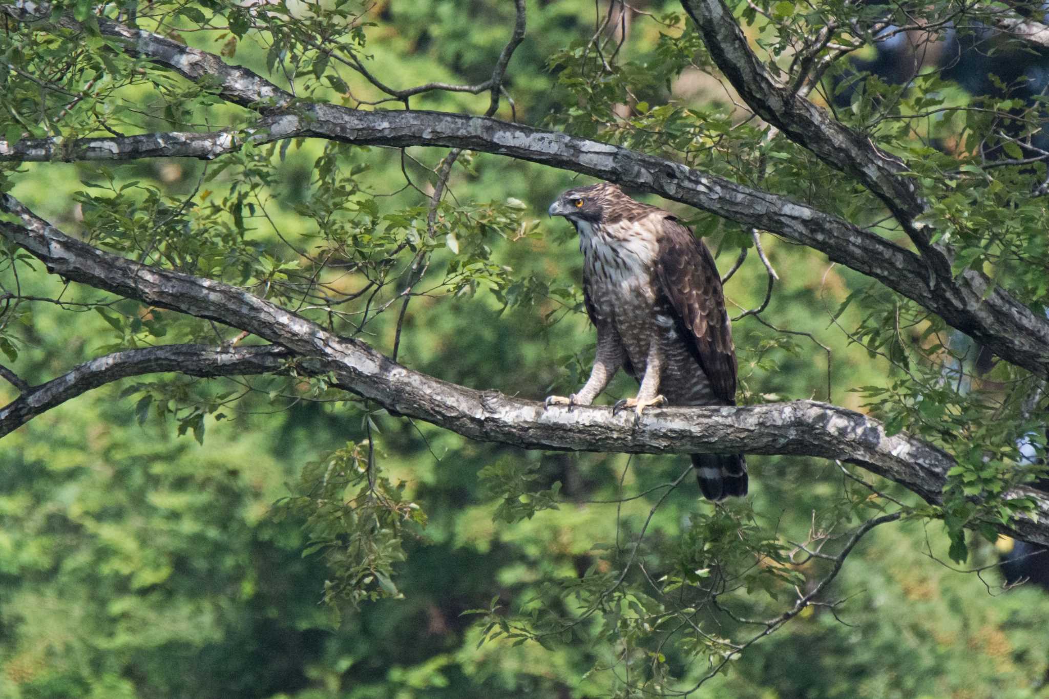Photo of Mountain Hawk-Eagle at  by 倶利伽羅