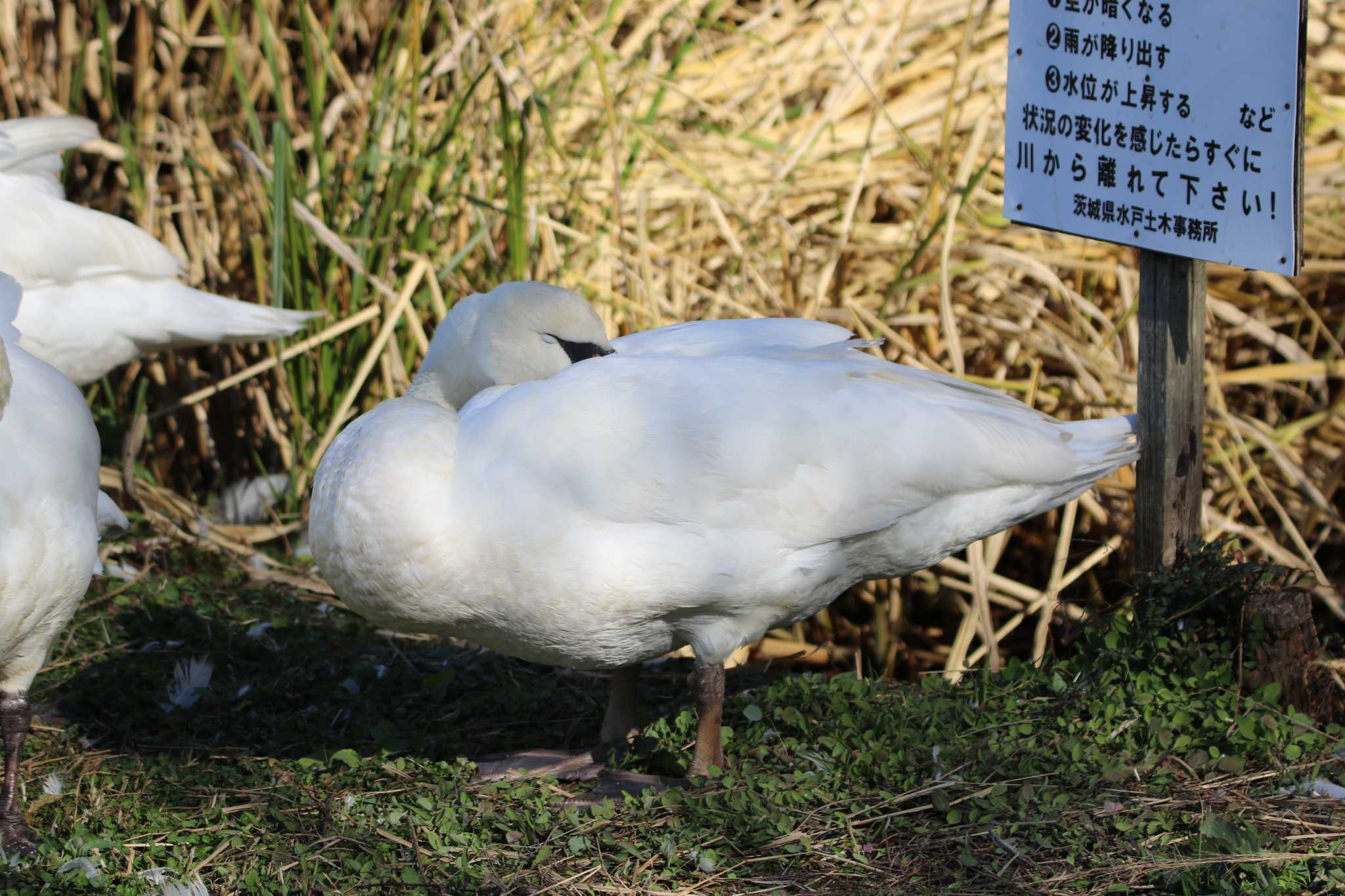 コブハクチョウ