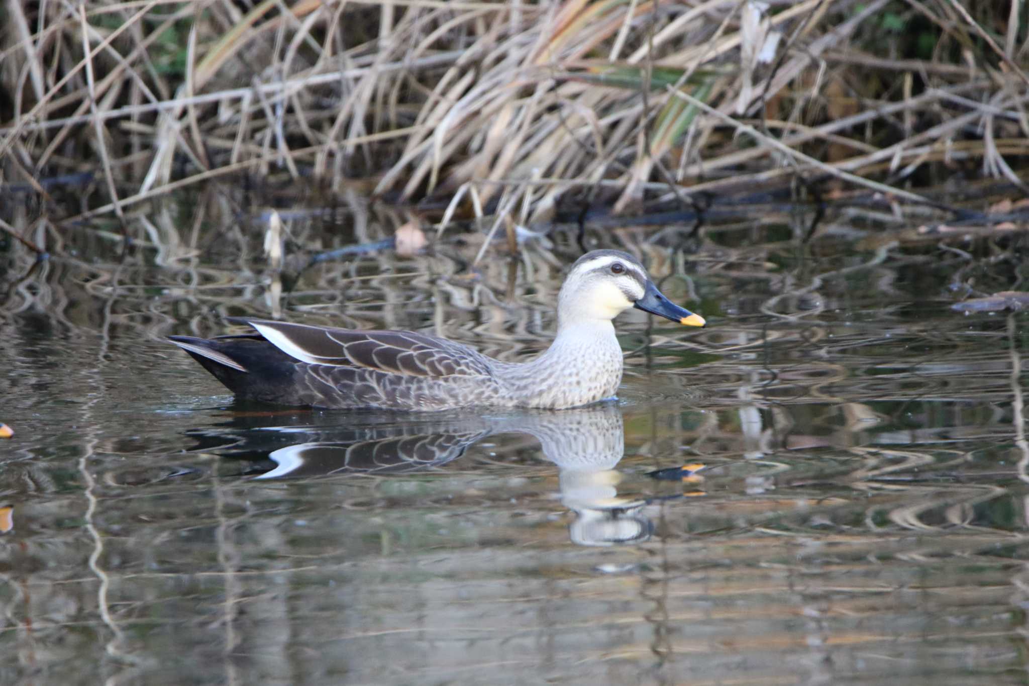 Photo of Eastern Spot-billed Duck at 日立市