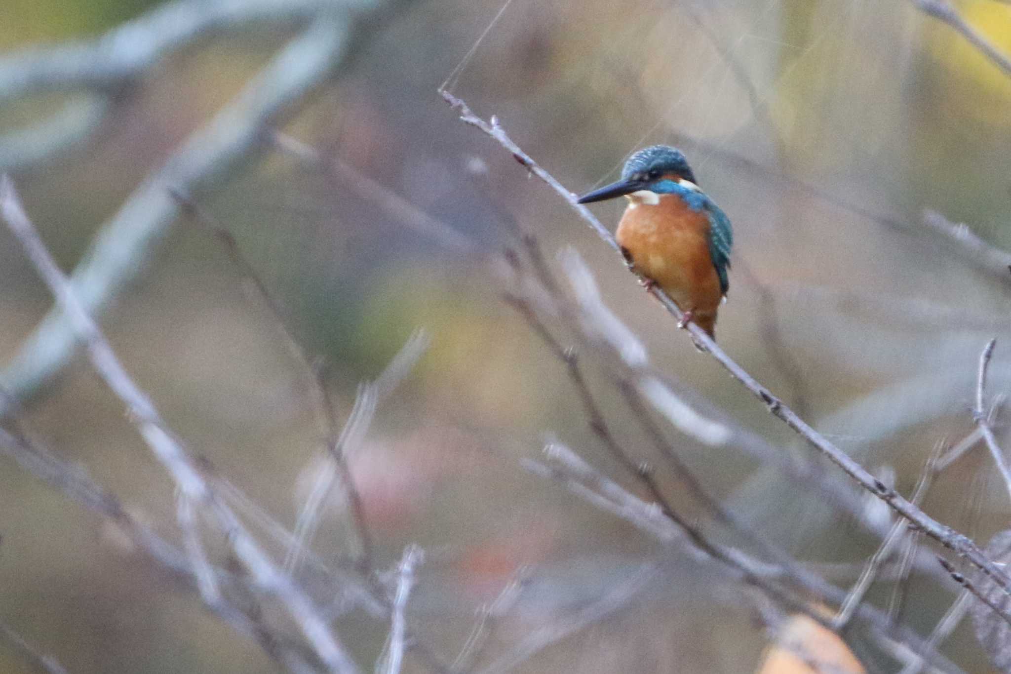 Common Kingfisher