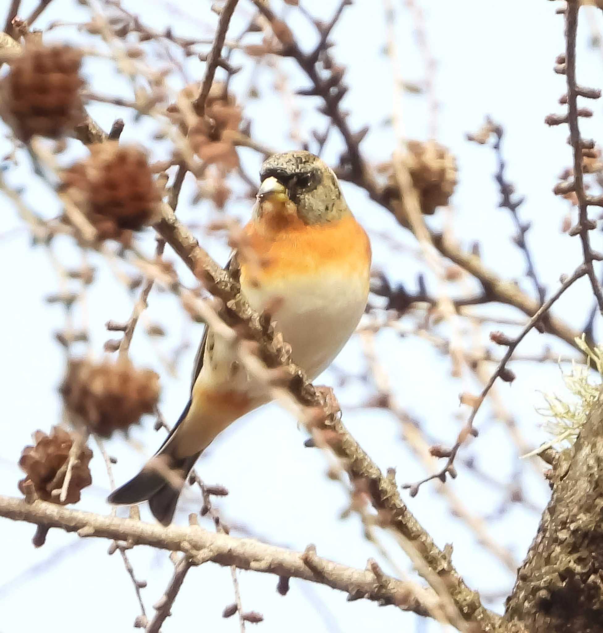 Photo of Brambling at 