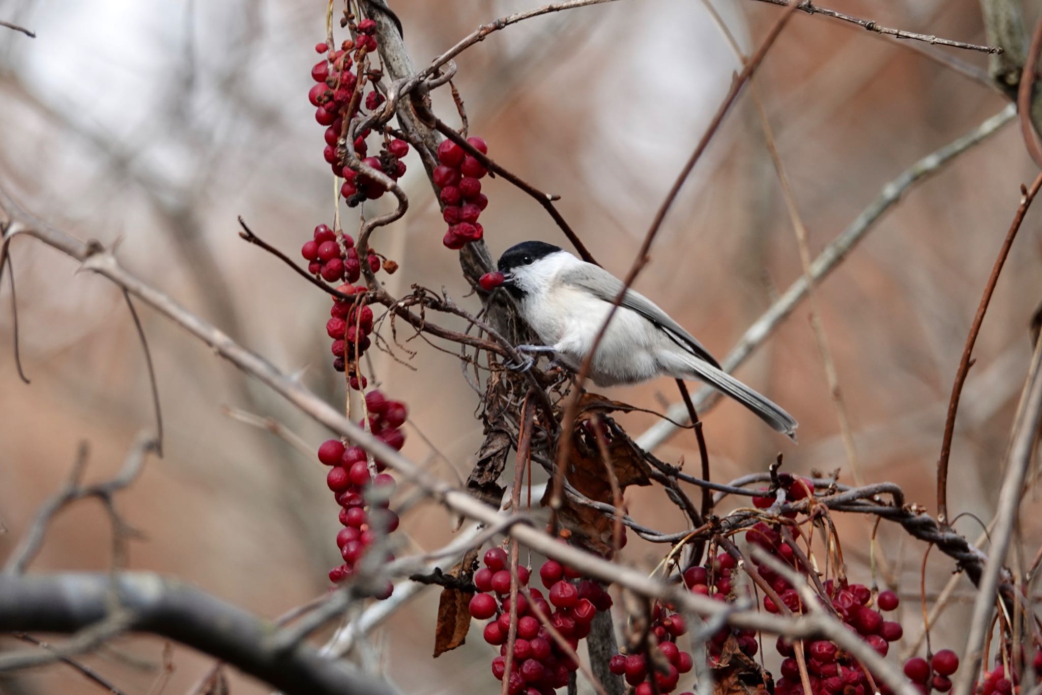 Photo of Marsh Tit at Lake Utonai