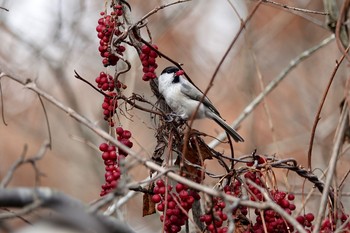 2020年11月3日(火) ウトナイ湖の野鳥観察記録