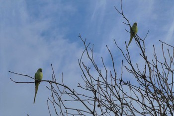 Rose-ringed Parakeet 赤羽自然観察公園 Sun, 11/29/2020