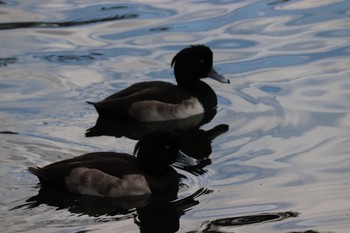 Tufted Duck 中郷温水池(三島市) Sun, 11/29/2020