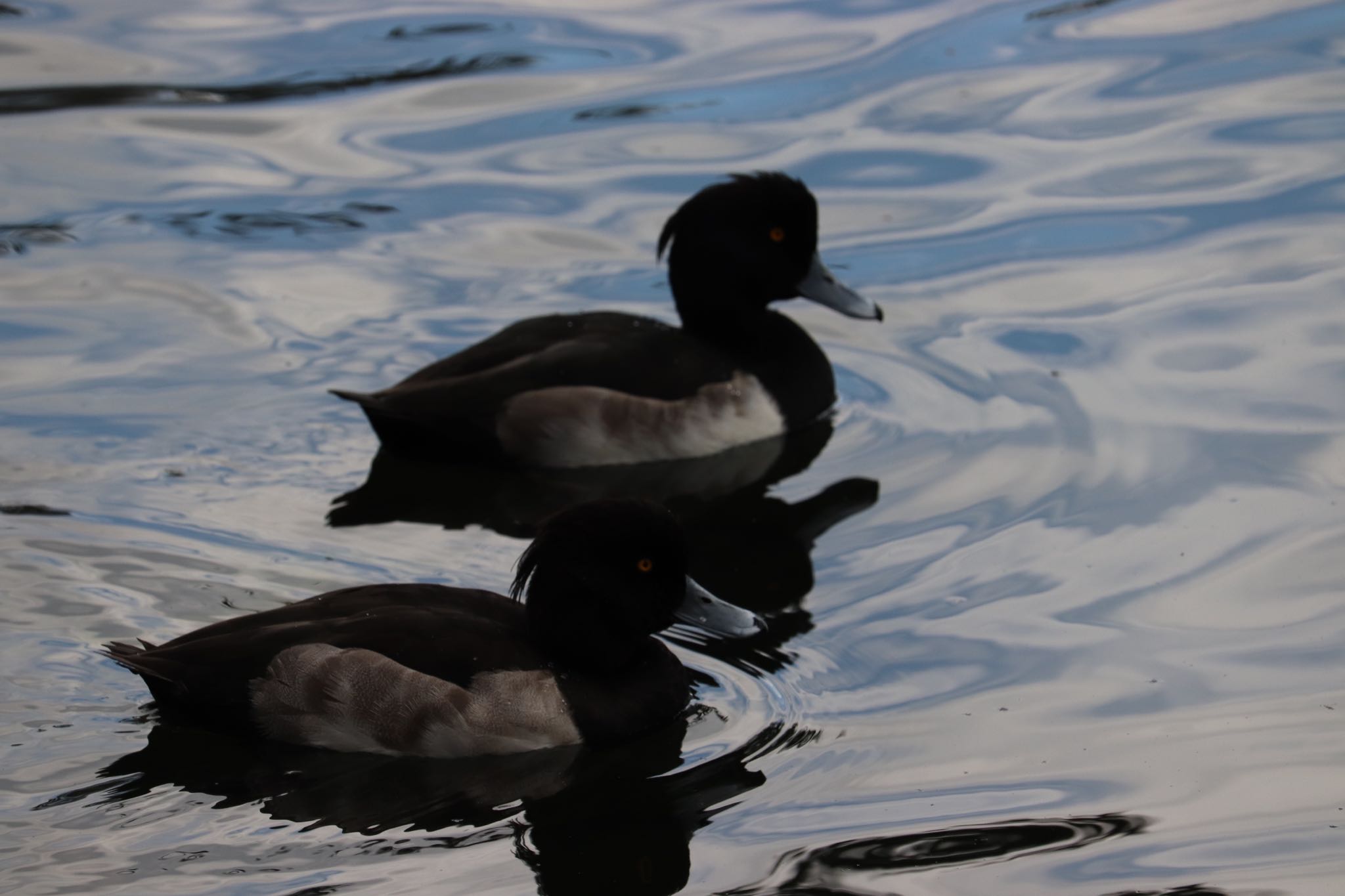 Tufted Duck