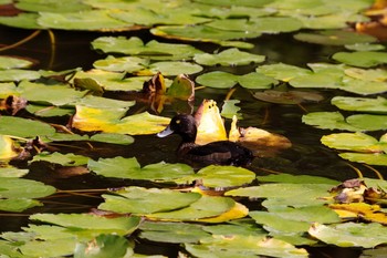 Tufted Duck Unknown Spots Sun, 10/23/2016