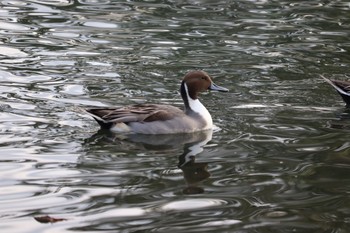 Northern Pintail 中郷温水池(三島市) Sun, 11/29/2020