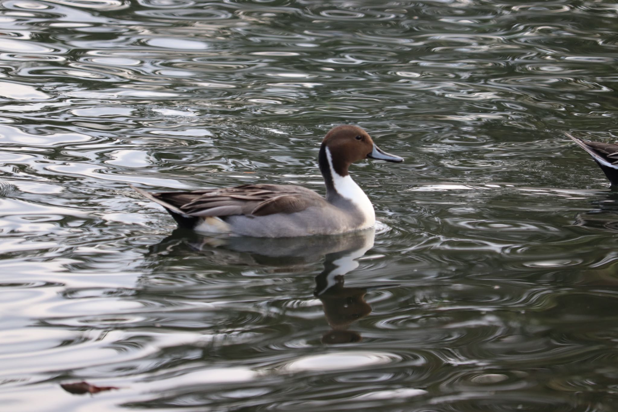 Photo of Northern Pintail at 中郷温水池(三島市) by monsuke