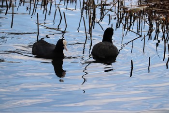 Eurasian Coot 中郷温水池(三島市) Sun, 11/29/2020