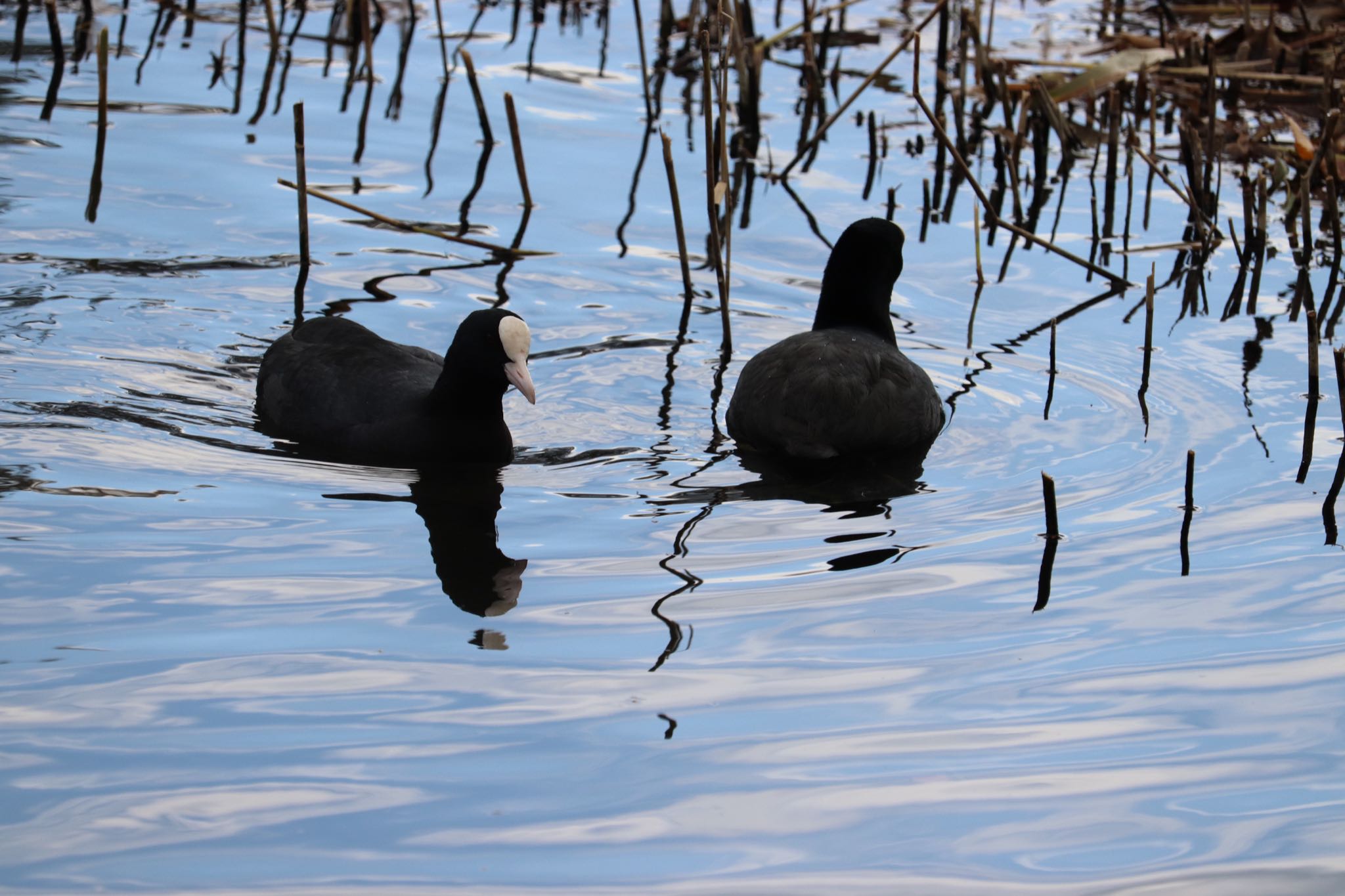 Eurasian Coot