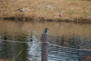 Common Kingfisher 中郷温水池(三島市) Sun, 11/29/2020