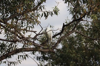 Little Egret 中郷温水池(三島市) Sun, 11/29/2020