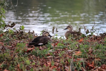 Eastern Spot-billed Duck 中郷温水池(三島市) Sun, 11/29/2020