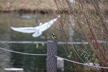 Daurian Redstart 中郷温水池(三島市) Sun, 11/29/2020