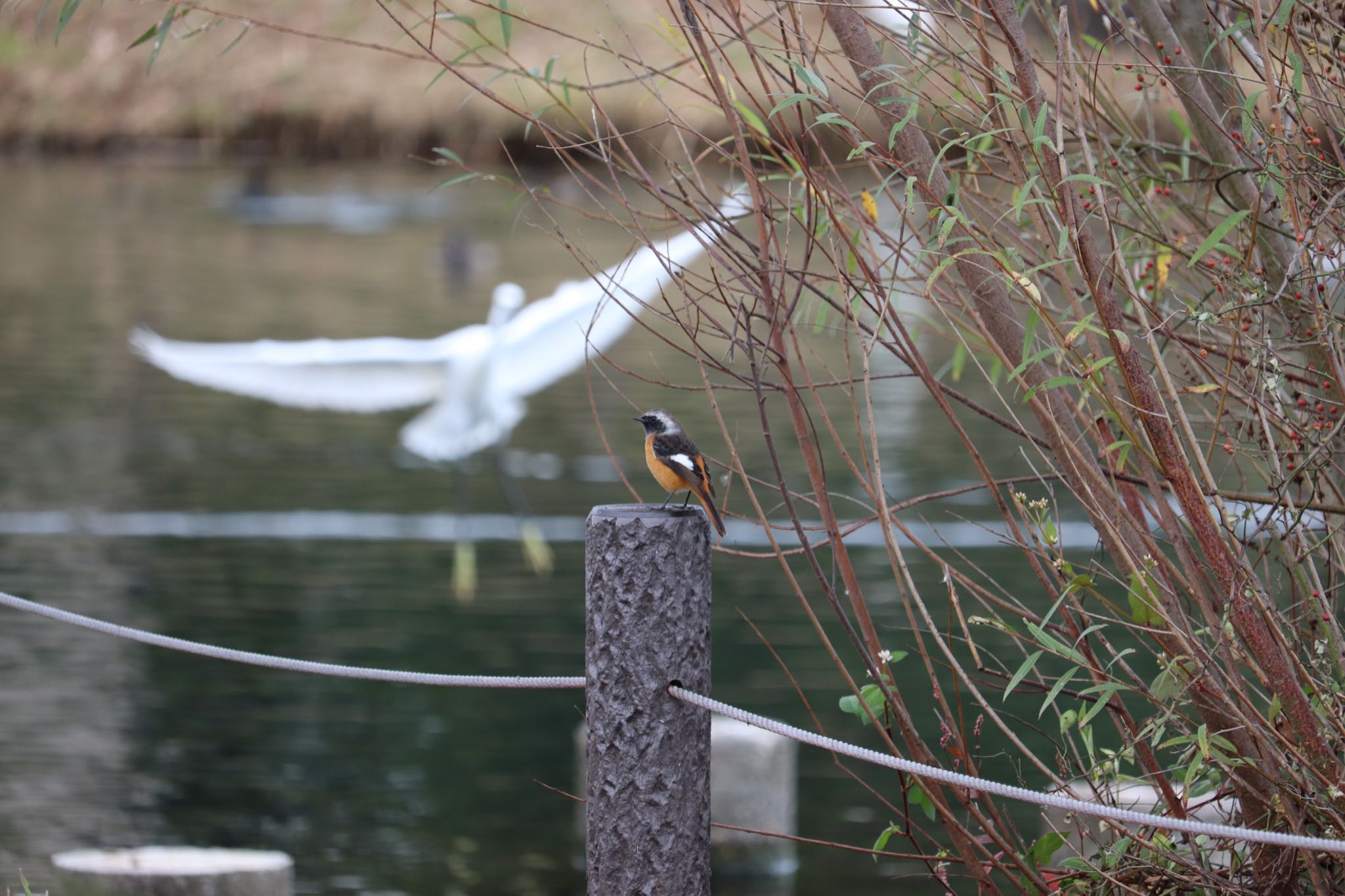 Daurian Redstart