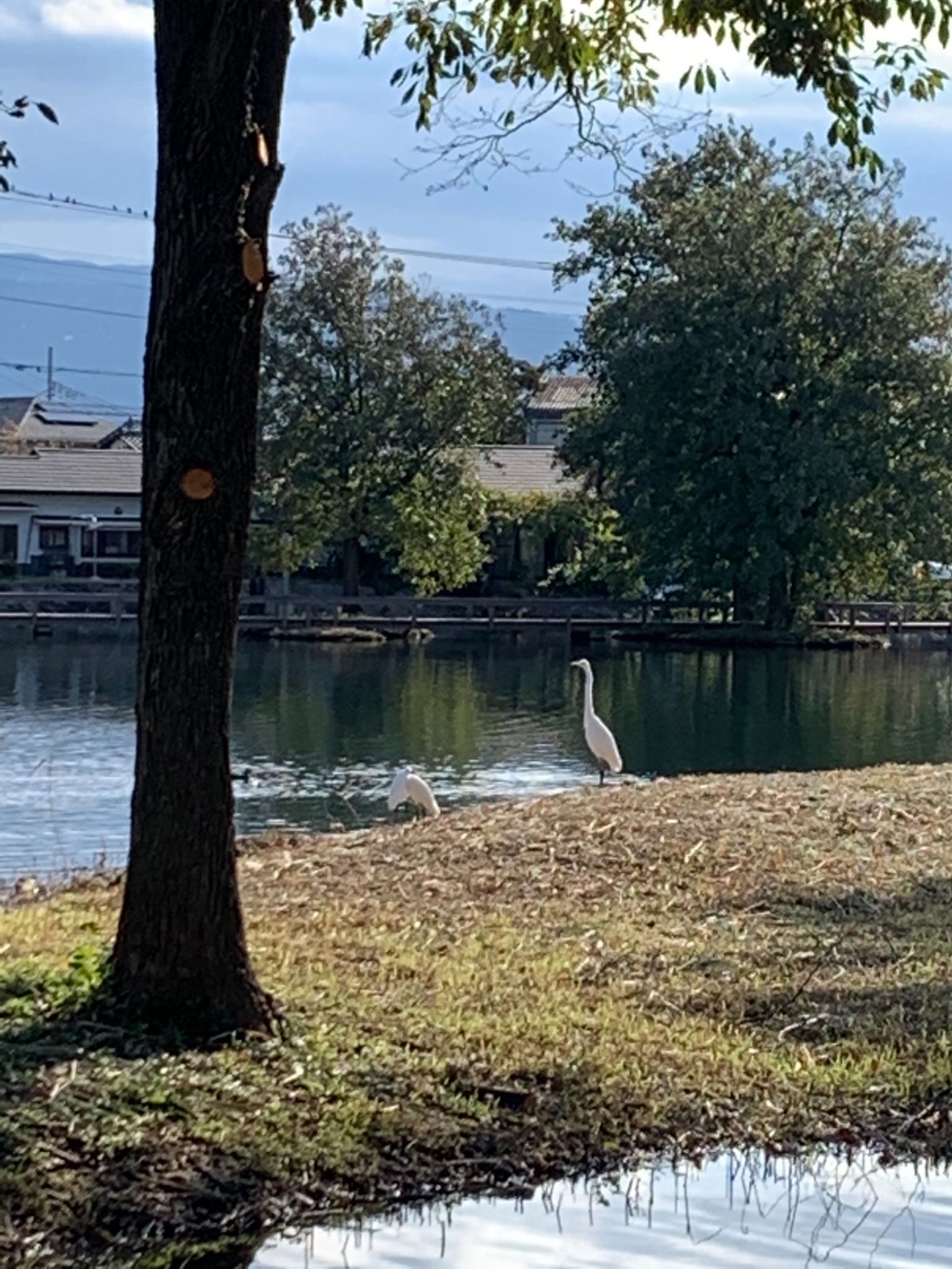 Photo of Great Egret at 中郷温水池(三島市) by monsuke