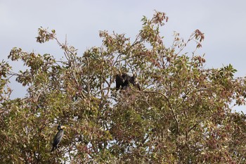 Great Cormorant 中郷温水池(三島市) Sun, 11/29/2020