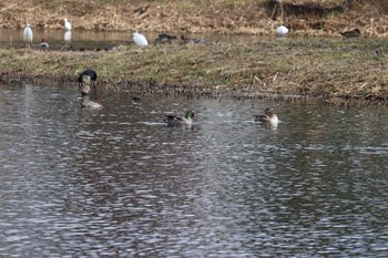 Falcated Duck 中郷温水池(三島市) Sun, 11/29/2020