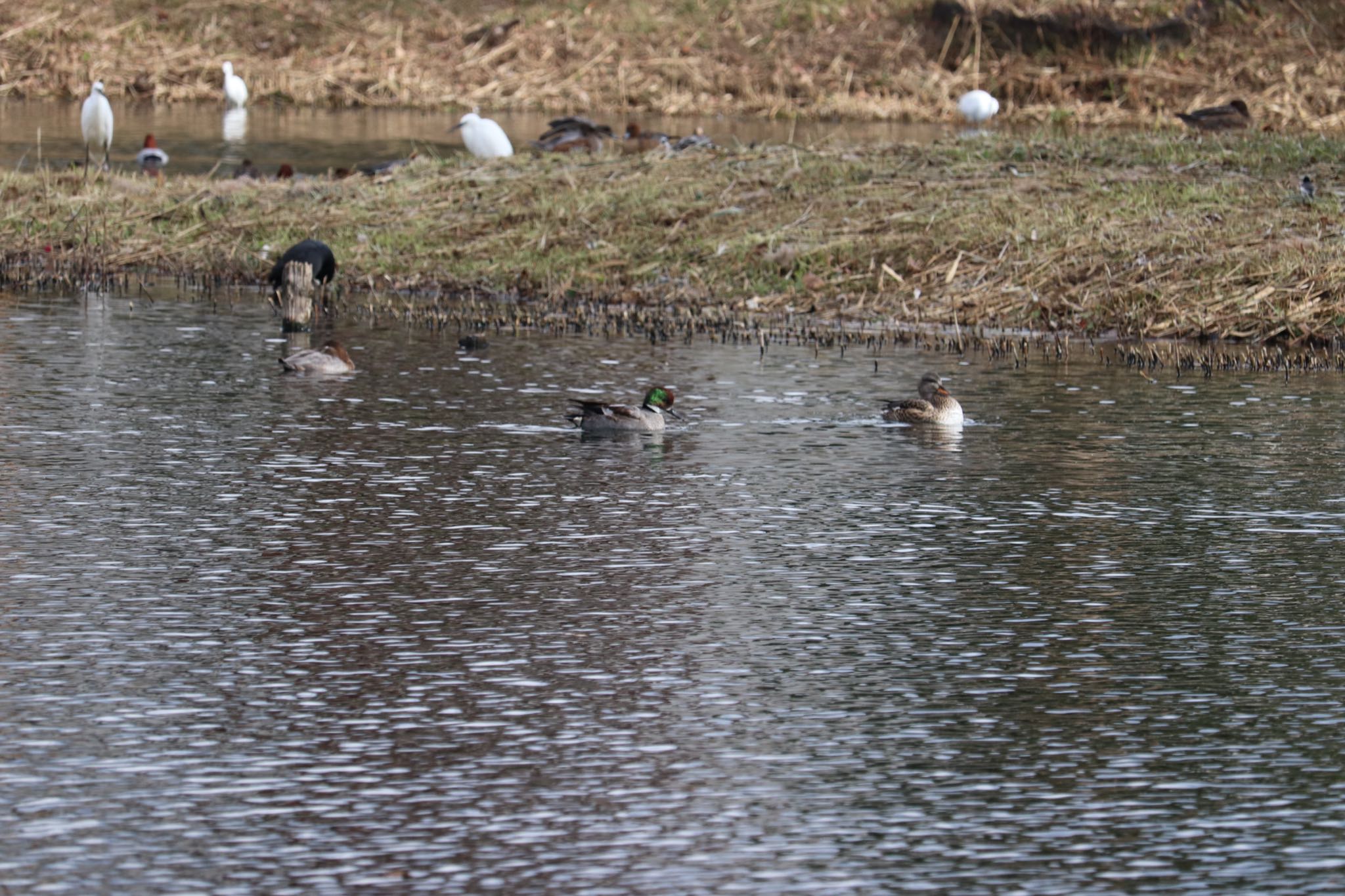 Photo of Falcated Duck at 中郷温水池(三島市) by monsuke