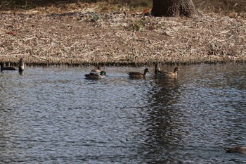 Eurasian Wigeon 中郷温水池(三島市) Sun, 11/29/2020