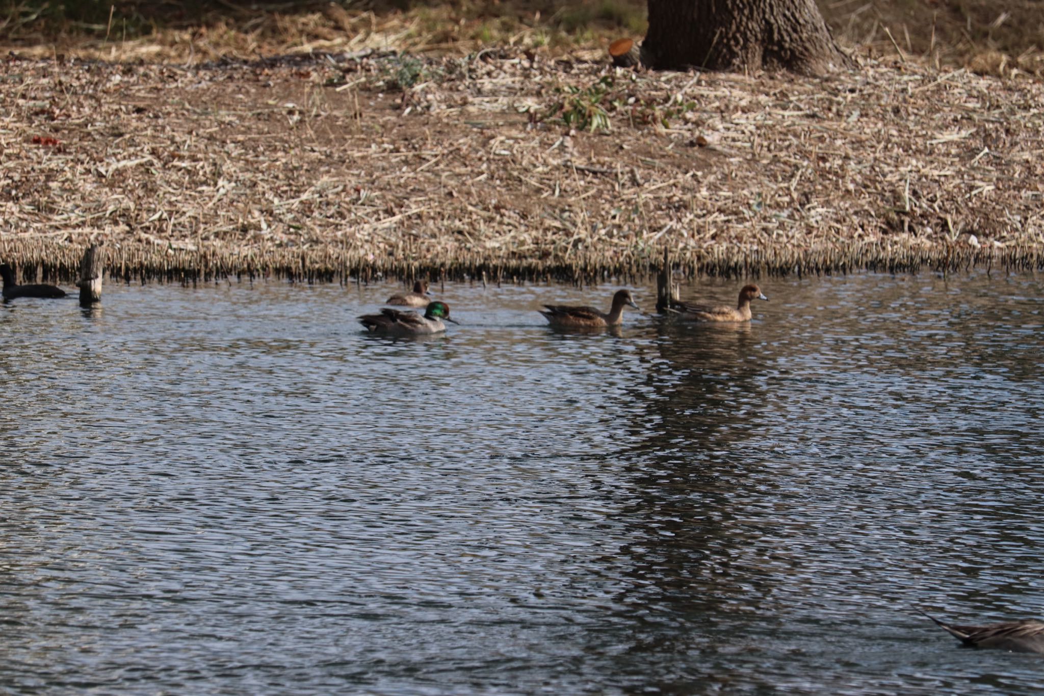 Eurasian Wigeon