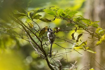 Long-tailed Tit Unknown Spots Thu, 10/20/2016