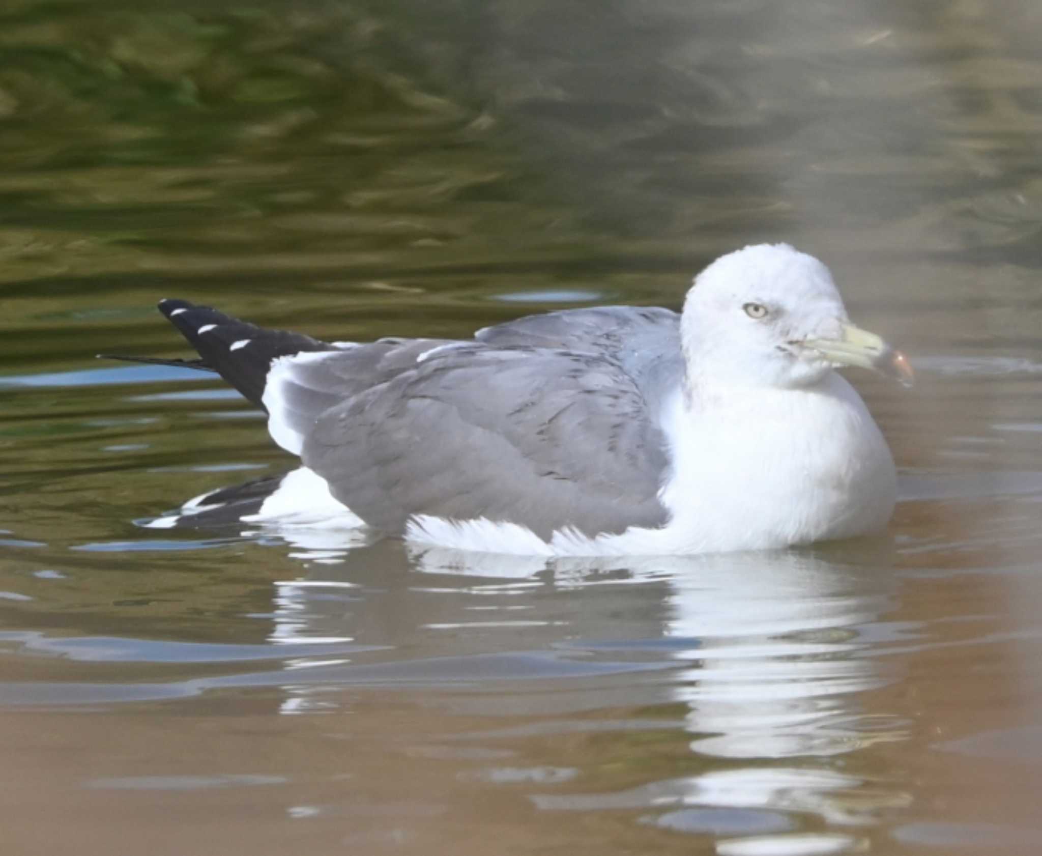 大黒ふ頭海釣り公園 ウミネコの写真 by Biker