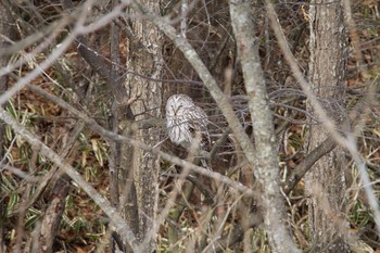 フクロウ 八ヶ岳 2015年3月11日(水)