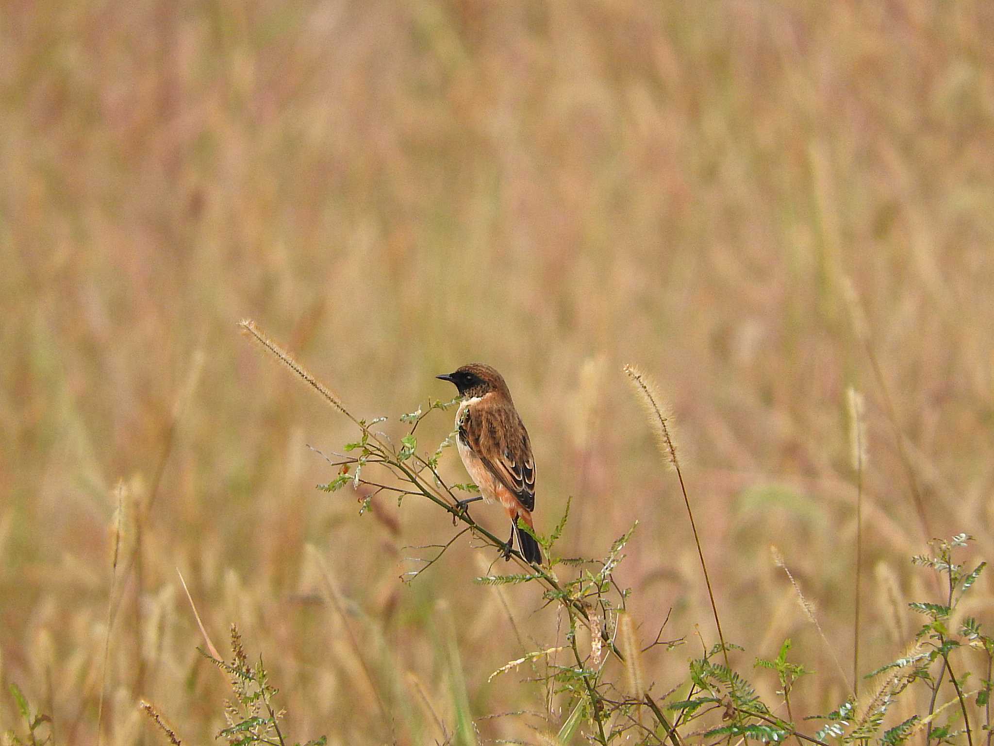 Photo of Amur Stonechat at 岐阜県