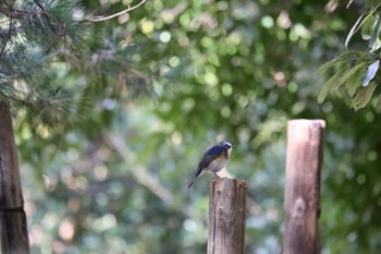 Red-flanked Bluetail Unknown Spots Sun, 11/29/2020