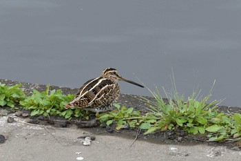 Sun, 11/29/2020 Birding report at 境川遊水地公園