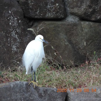 コサギ 木場公園(江東区) 2020年11月29日(日)