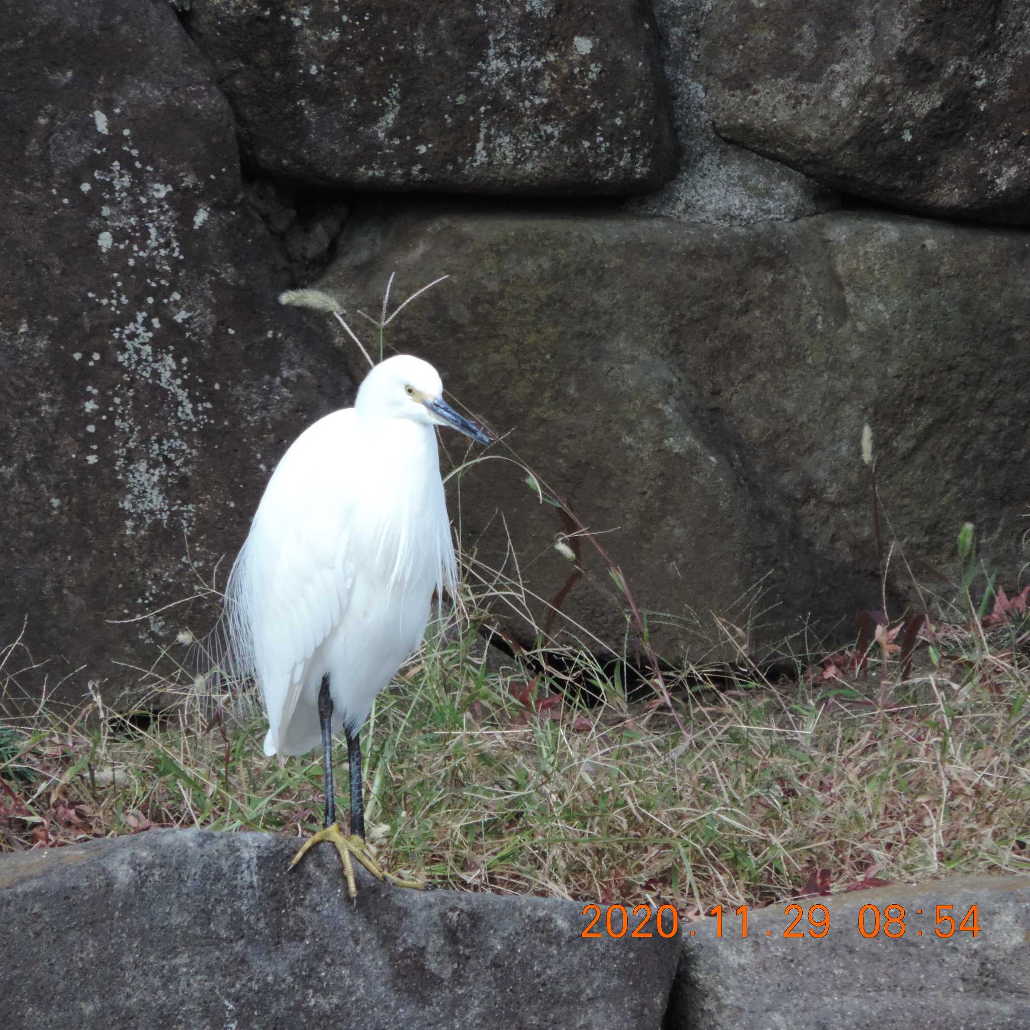 Photo of Little Egret at 木場公園(江東区) by K2Uchihira