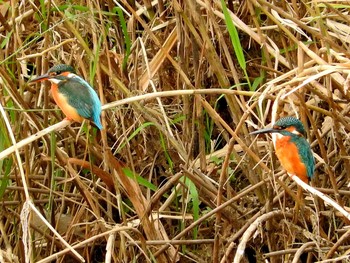 カワセミ 岐阜県 2016年10月23日(日)