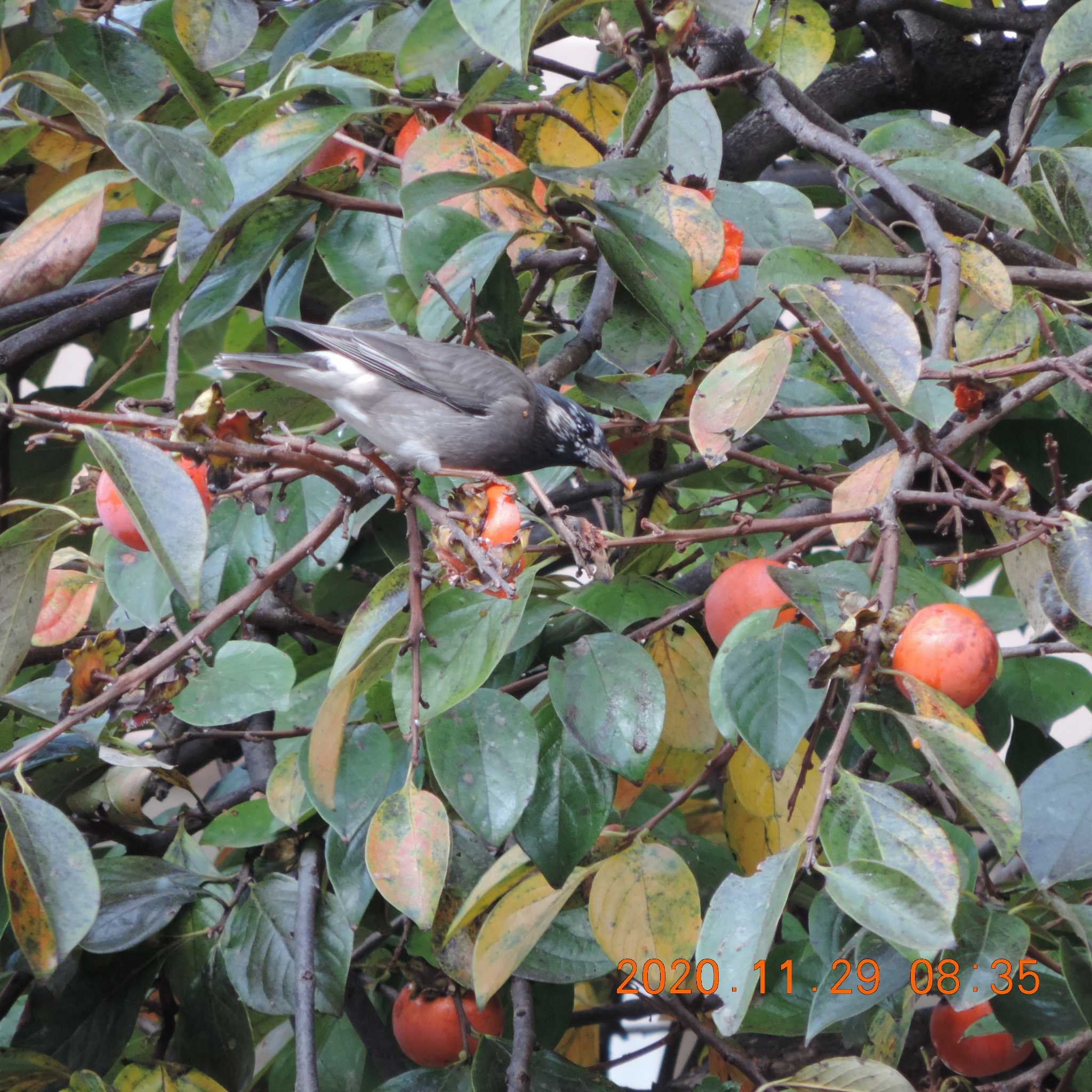 Photo of White-cheeked Starling at 木場公園(江東区) by K2Uchihira