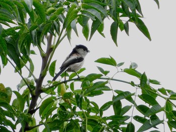 Long-tailed Tit 岐阜県 Sun, 10/23/2016