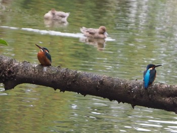 Sun, 11/29/2020 Birding report at 善福寺公園