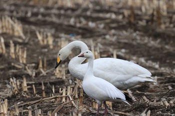 Snow Goose 北海道　七飯町 Sun, 11/29/2020