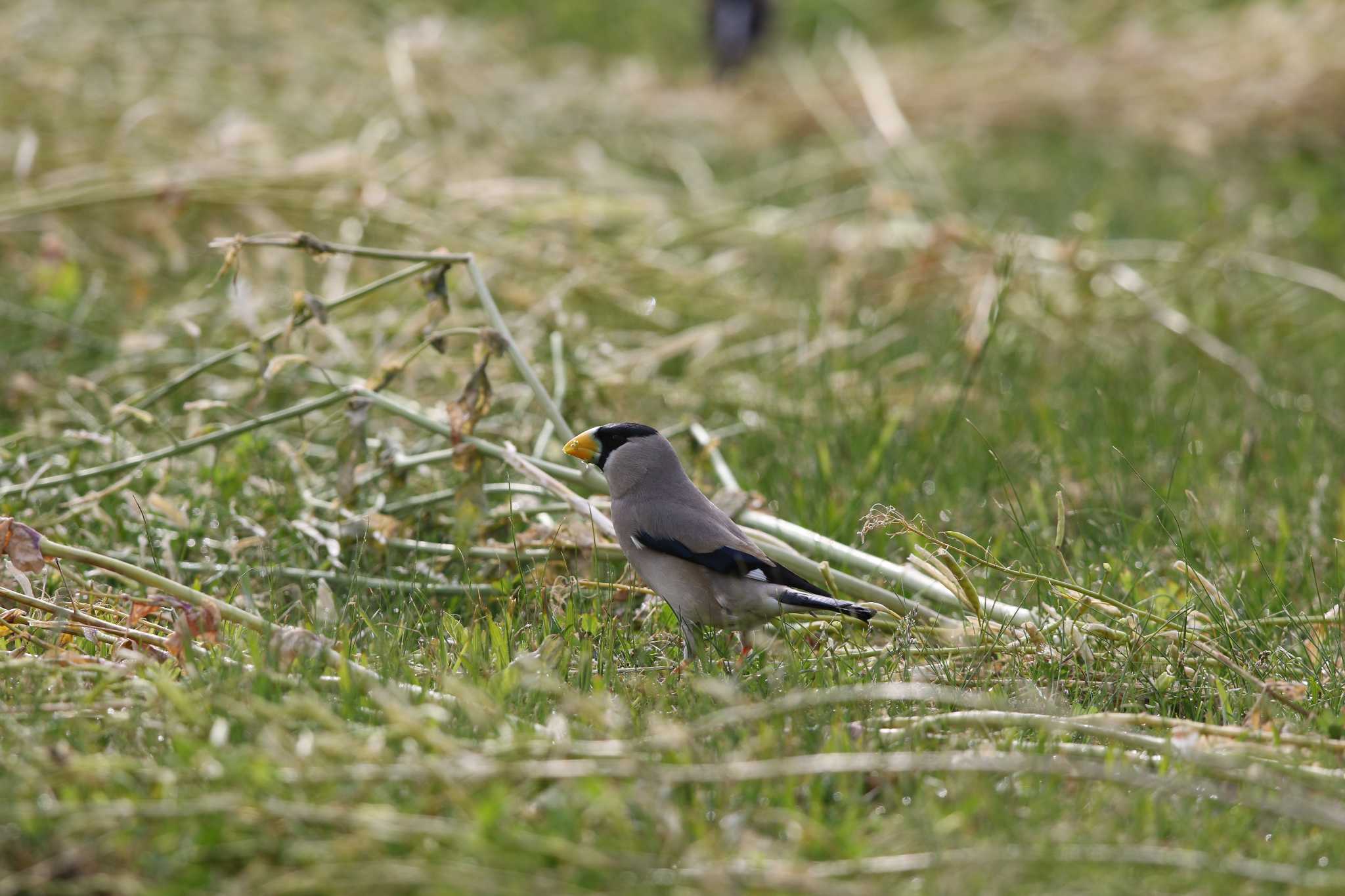 Japanese Grosbeak