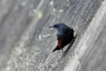 Blue Rock Thrush 明石市　瀬戸川河口 Wed, 11/25/2020