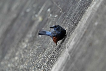 Blue Rock Thrush 明石市　瀬戸川河口 Wed, 11/25/2020