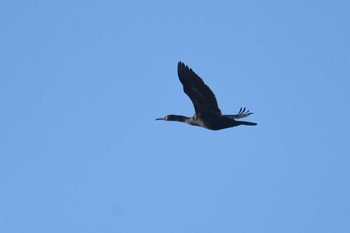 2020年11月15日(日) 大洗-苫小牧航路の野鳥観察記録