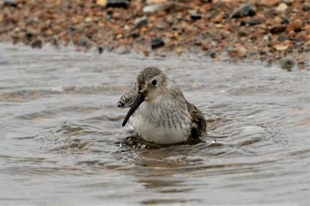 Dunlin 明石市　瀬戸川河口 Wed, 11/25/2020