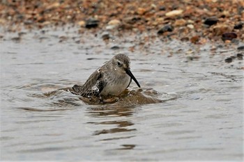 Dunlin 明石市　瀬戸川河口 Wed, 11/25/2020