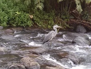 2016年9月23日(金) 弘前市土淵川の野鳥観察記録